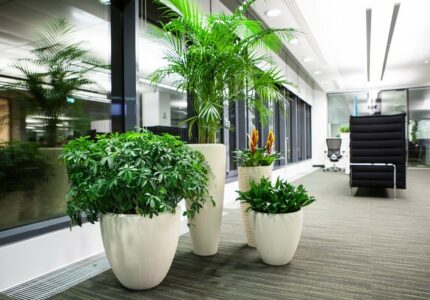 Какие растения можно выращивать в офисе создание зеленых оазисов в рабочем пространстве