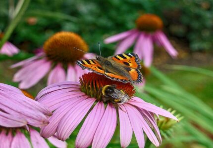 Какие садовые цветы привлекают бабочек и пчел для поддержания экосистемы