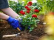 Органические методы ухода за садовыми цветами безопасность для растений и окружающей среды