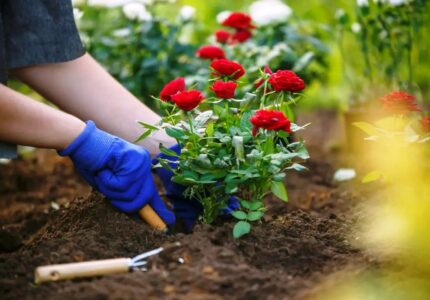 Органические методы ухода за садовыми цветами безопасность для растений и окружающей среды