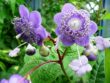 Секреты успешного выращивания редких сортов садовых цветов
