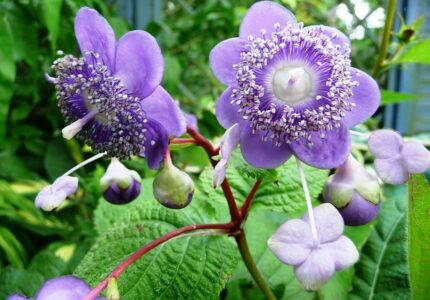 Секреты успешного выращивания редких сортов садовых цветов
