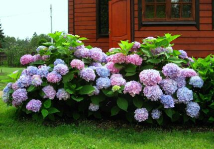 Тенденции в мире садоводства новые виды цветов для вашего сада